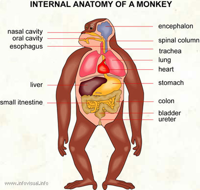 Internal anatomy of a monkey  (Visual Dictionary)